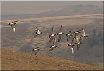 SX6771 : Golden Plovers in flight, Dartmoor by Derek Harper