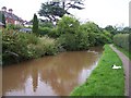 Cullompton : Cullompton Leat