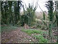 Woods on the bank of the River Brent