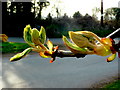 Horse Chestnut buds breaking 16.03.09 3