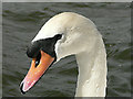 Cosmeston Lakes -  cob Mute Swan