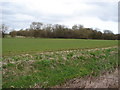 Trees and field near Strubby Grange