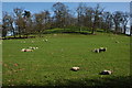 Sheep and lambs at Bromesberrow