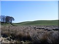 Fields at West Millichen