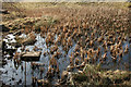 NY9840 : Pond in West Pasture Quarry by Helen Wilkinson