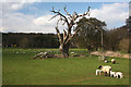 Field in Ickworth Park