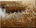 Reeds on a pond near Ferriby Sluice