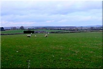 ST5510 : Sheep at New Close Farm by Nigel Mykura