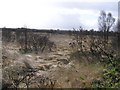 Ballynmullan Bog