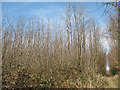 Bridleway through a coppice, Livesey Street