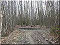 Bridleway in Oaken Wood