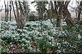 Snowdrops near Woodhouse Farm