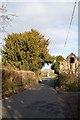 Yew tree near Presseys corner, Alderholt, Dorset