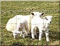 Lambing time at Muir of Alford