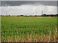 TQ9126 : Crop fields off Rye Road by Oast House Archive