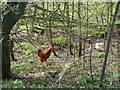 Free range chickens beside the A14