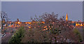 Treetops and church, Enfield