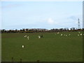 Grazing sheep around the Llys Einion Standing Stone