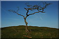 SN7835 : Tree on Cefn Crug by Philip Halling