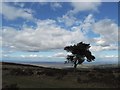 Tree taken from Beacon Hill West Quantoxhead