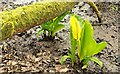 American skunk cabbage, Hillsborough forest  2009-2