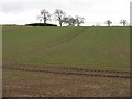 Winter cereal at Colliston