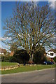 Jubilee Tree, Welford-on-Avon