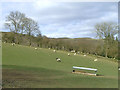 Grazing, Cwm Twrch, Carmarthenshire