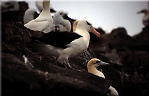 HW6130 : Nessie the Albatross by john m macfarlane