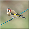 NT2274 : Goldfinch (Carduelis carduelis), Craigleith, Edinburgh by Mike Pennington