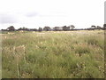 Scrubland towards the River Torne