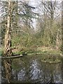 Trees reflected in a pond in Holland Park