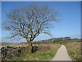 Trail view towards Cotesfield