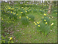 Daffodils, Chase Side, London N14