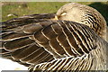 NT2872 : Sleeping feral Greylag Goose (Anser anser), Duddingston by Mike Pennington