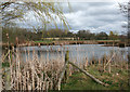 Bulrushes by mere, near Whitchurch