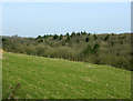 2009 : Hazel Wood, near Hazelton Farm