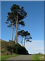 Trees, North Down Coastal Path