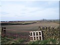 Lambing Field, Mossley Road, Sheephouse Heights - 4