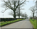 ST9156 : 2009 : Daffodils near Spiers Piece Farm by Maurice Pullin