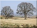 Trees in a field