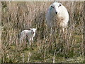 Spring lamb