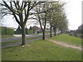 Trees in New Lane