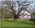 Spreading old oak tree