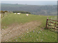 Ewes with lambs