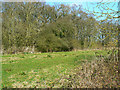 Maple Sale Copse, near Purton