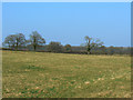 Field and trees south of Worthy Hill Farm