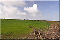 Field north of Llanbethery