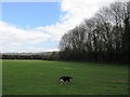 Crossing a large meadow near Wendover