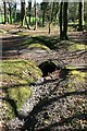 Woodland culvert near Scorrier